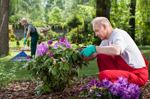 Seasonal hedge trimming service in Millbank